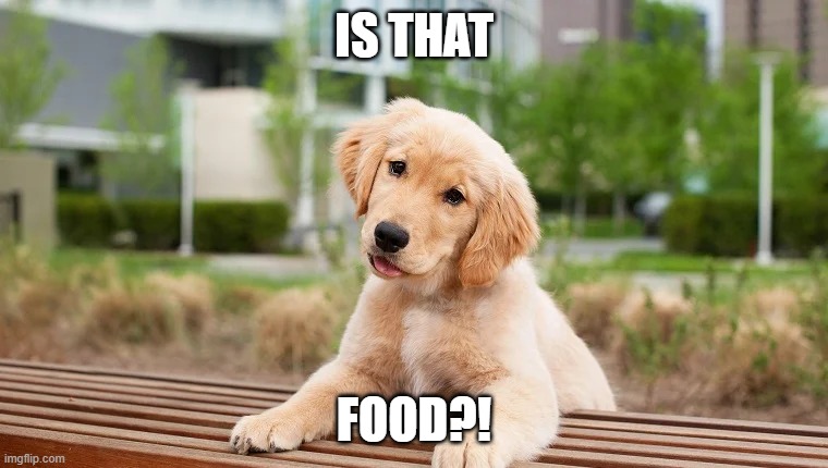 food | IS THAT; FOOD?! | image tagged in food | made w/ Imgflip meme maker