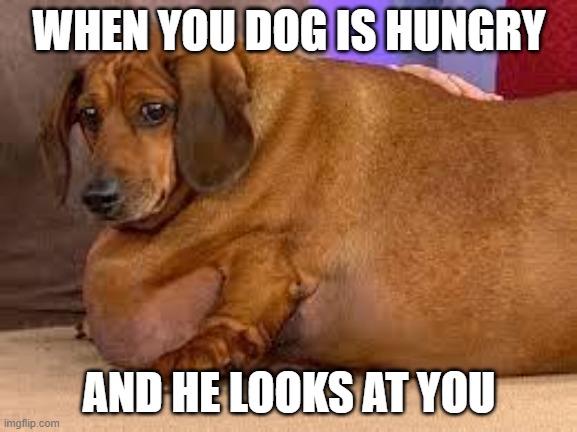 hungry dog | WHEN YOU DOG IS HUNGRY; AND HE LOOKS AT YOU | image tagged in fat dog | made w/ Imgflip meme maker