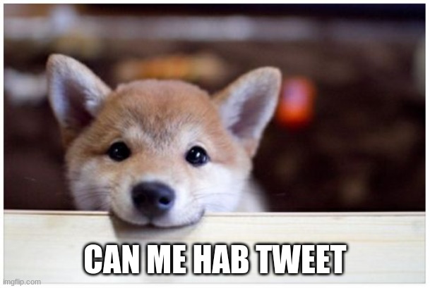 gib me tweets | CAN ME HAB TWEET | image tagged in computer pupper | made w/ Imgflip meme maker