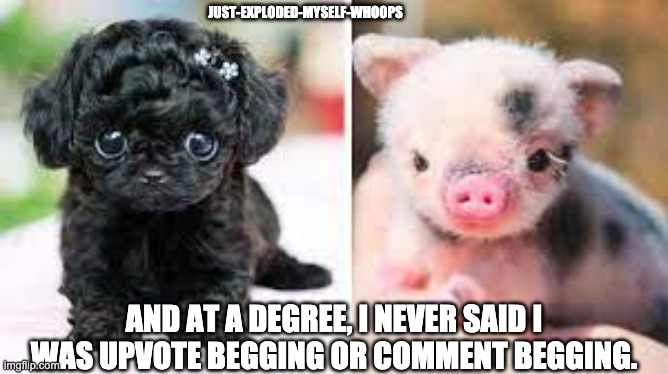 HOW POPULAR CAN THIS PIC OF ADORB ANIMALS GET :DDDD | JUST-EXPLODED-MYSELF-WHOOPS; AND AT A DEGREE, I NEVER SAID I WAS UPVOTE BEGGING OR COMMENT BEGGING. | image tagged in piglet,puppy,adorable | made w/ Imgflip meme maker