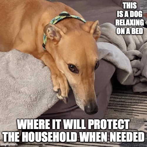 Dog on Bed | THIS IS A DOG RELAXING ON A BED; WHERE IT WILL PROTECT THE HOUSEHOLD WHEN NEEDED | image tagged in dogs,memes | made w/ Imgflip meme maker