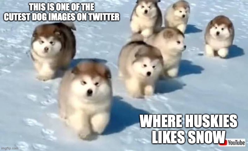 Huskies in Snow | THIS IS ONE OF THE CUTEST DOG IMAGES ON TWITTER; WHERE HUSKIES LIKES SNOW | image tagged in dogs,memes | made w/ Imgflip meme maker