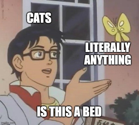 Is This A Pigeon Meme | CATS; LITERALLY ANYTHING; IS THIS A BED | image tagged in memes,is this a pigeon,cats,fun | made w/ Imgflip meme maker