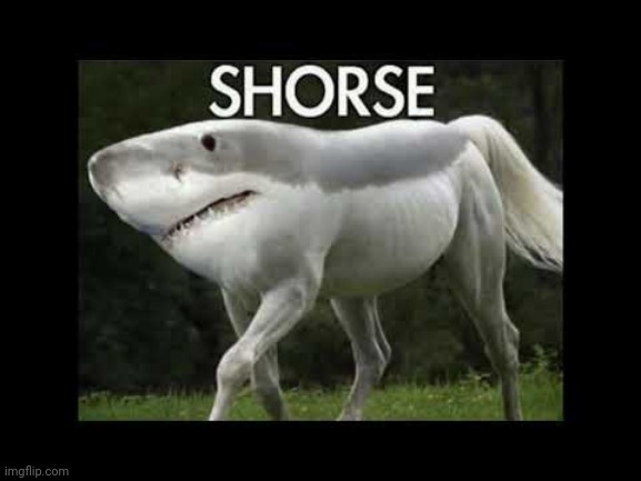 Shorse. | made w/ Imgflip meme maker