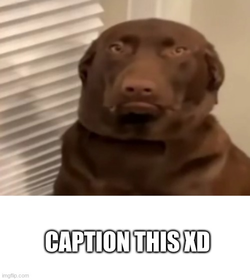 His face tho- *wheeze* | CAPTION THIS XD | image tagged in memes,blank transparent square | made w/ Imgflip meme maker