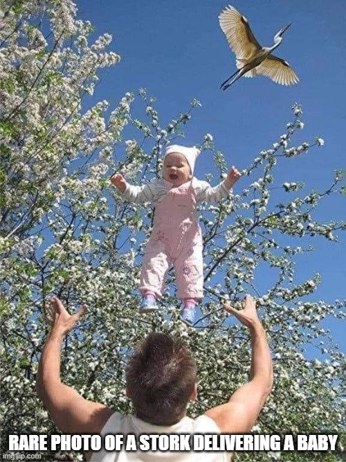 Rare photo of a Stork delivering a baby | RARE PHOTO OF A STORK DELIVERING A BABY | image tagged in stork,baby | made w/ Imgflip meme maker