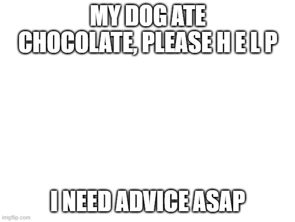 Blank White Template | MY DOG ATE CHOCOLATE, PLEASE H E L P; I NEED ADVICE ASAP | image tagged in blank white template | made w/ Imgflip meme maker