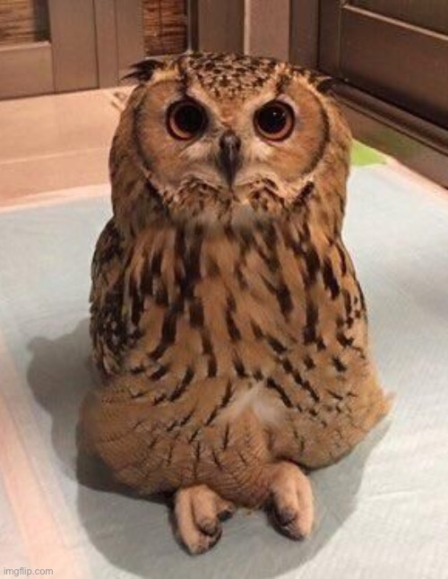 Criss Cross Owl | image tagged in criss cross owl | made w/ Imgflip meme maker