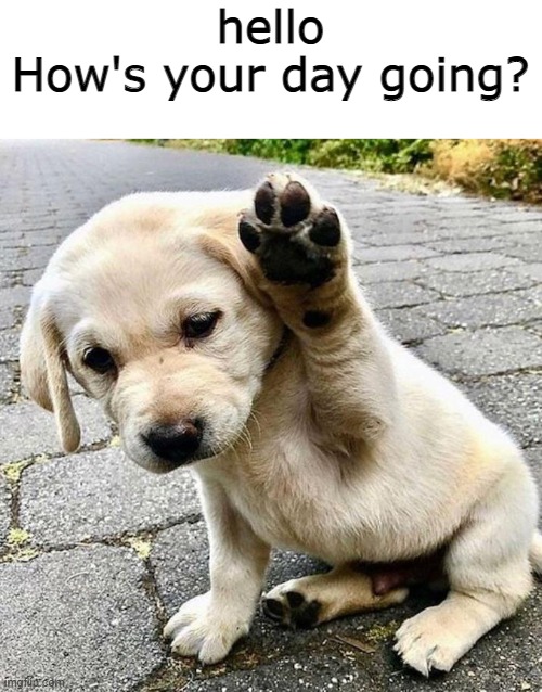 hello human | hello
How's your day going? | image tagged in henlo doggo | made w/ Imgflip meme maker