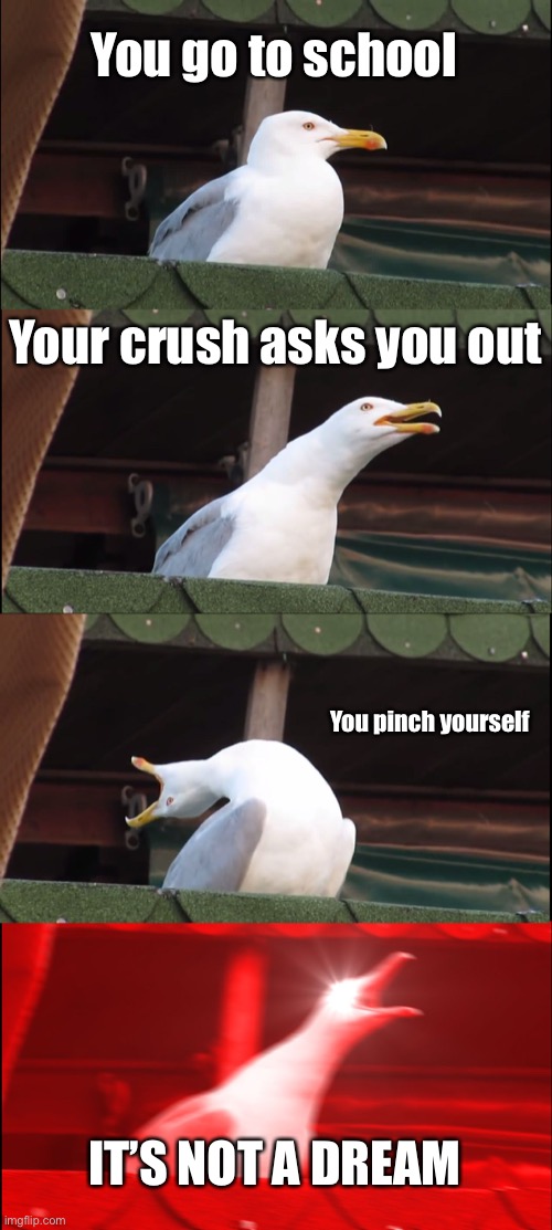 Wauw | You go to school; Your crush asks you out; You pinch yourself; IT’S NOT A DREAM | image tagged in memes,inhaling seagull,wauw,crush,not a dream | made w/ Imgflip meme maker