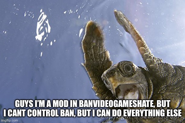 Woohoho | GUYS I’M A MOD IN BANVIDEOGAMESHATE, BUT I CANT CONTROL BAN, BUT I CAN DO EVERYTHING ELSE | image tagged in woohoo turtle | made w/ Imgflip meme maker