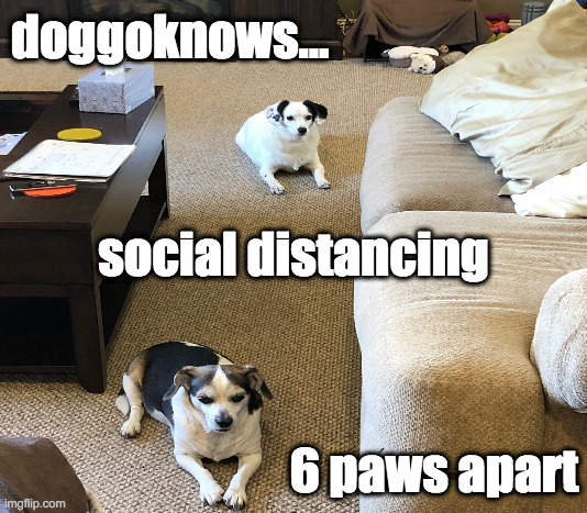 doggoknows social distance | doggoknows... social distancing; 6 paws apart | image tagged in memes,funny memes,doggo,dog memes,dog | made w/ Imgflip meme maker