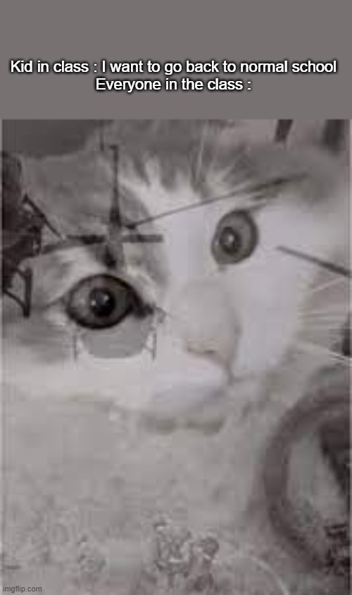 ENTER CREATIVE TITLE HERE | Kid in class : I want to go back to normal school
Everyone in the class : | image tagged in cat,cats,ww2,flashback | made w/ Imgflip meme maker