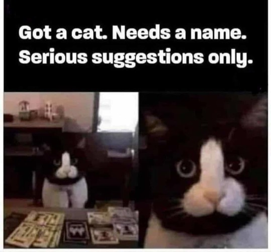 Got a cat. Needs a Name. Serious Suggestions Only. | image tagged in cat,funny cat memes,hello my name is,names for things,name a character,you give love a bad name | made w/ Imgflip meme maker