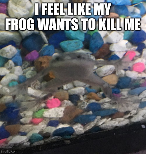 Fwog | I FEEL LIKE MY FROG WANTS TO KILL ME | image tagged in fwog | made w/ Imgflip meme maker
