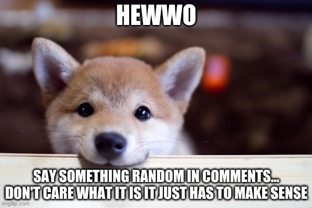 cute dog | HEWWO; SAY SOMETHING RANDOM IN COMMENTS... DON'T CARE WHAT IT IS IT JUST HAS TO MAKE SENSE | image tagged in cute dog | made w/ Imgflip meme maker