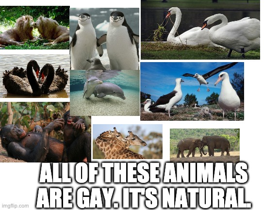 Blank White Template | ALL OF THESE ANIMALS ARE GAY. IT'S NATURAL. | image tagged in blank white template | made w/ Imgflip meme maker