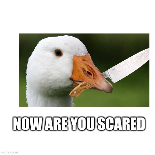 duck not a goose | NOW ARE YOU SCARED | image tagged in memes,blank transparent square | made w/ Imgflip meme maker
