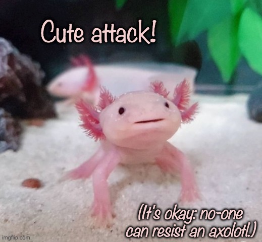 Are you ready for cuteness? | Cute attack! (It's okay: no-one can resist an axolotl.) | image tagged in cute,amphibian,surprise | made w/ Imgflip meme maker