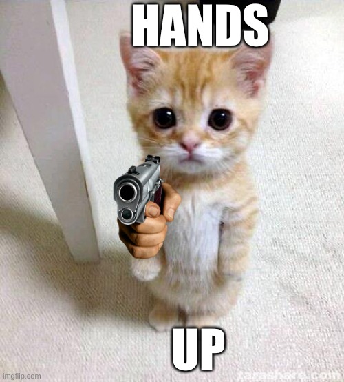 A Cute Murder | HANDS; UP | image tagged in memes,cute cat | made w/ Imgflip meme maker