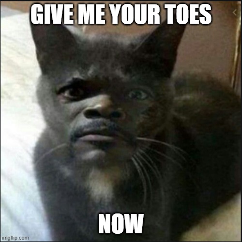 samuel l catson | GIVE ME YOUR TOES; NOW | image tagged in weird stuff | made w/ Imgflip meme maker