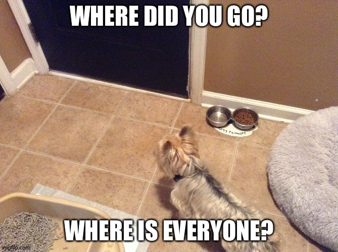 Where did everyone go? | WHERE DID YOU GO? WHERE IS EVERYONE? | image tagged in coach the doggo | made w/ Imgflip meme maker