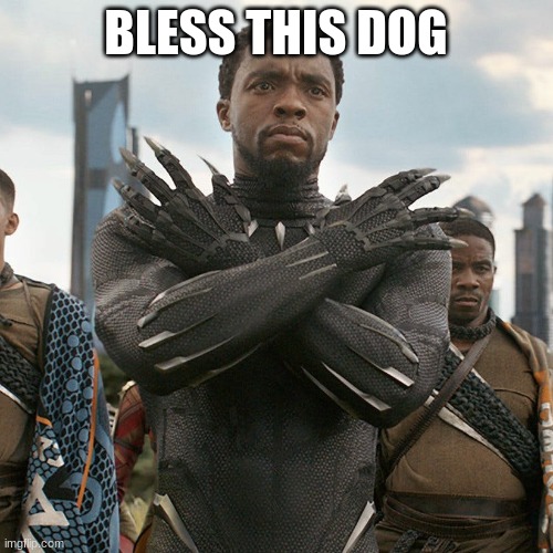 BLESS THIS DOG | image tagged in wakanda forever | made w/ Imgflip meme maker