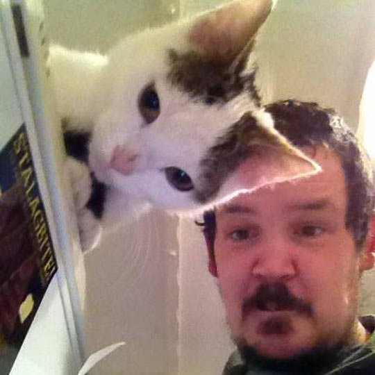 Cat blending in with man's hair Blank Meme Template