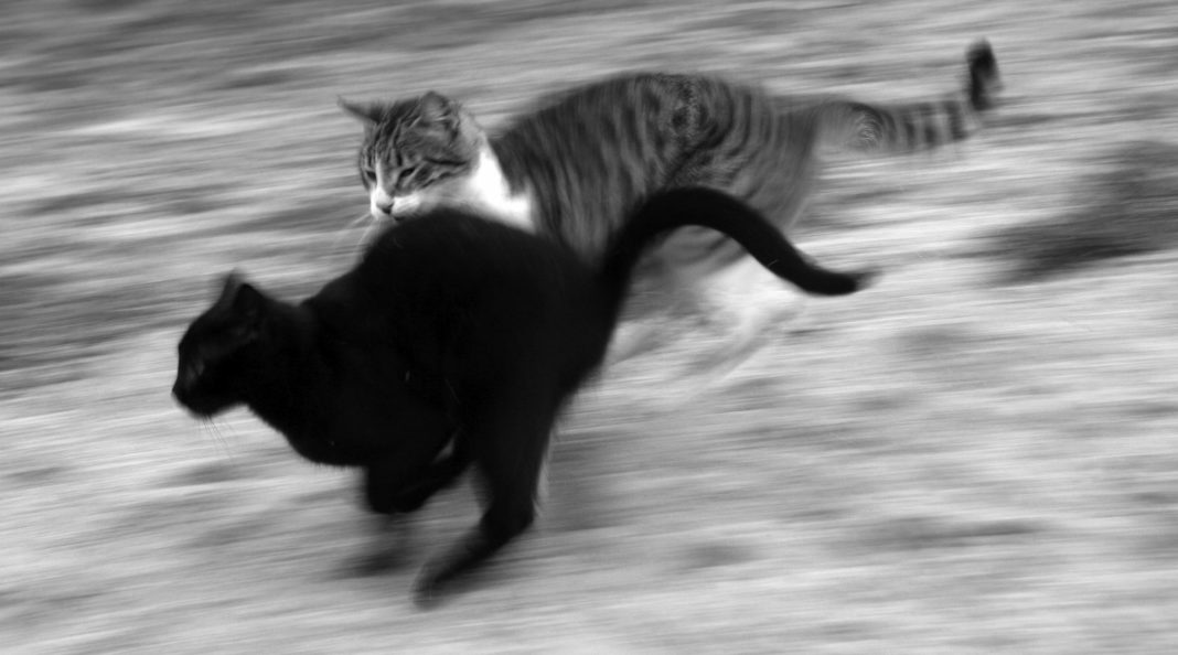 Cat chasing other cat motion blur b/w Blank Meme Template