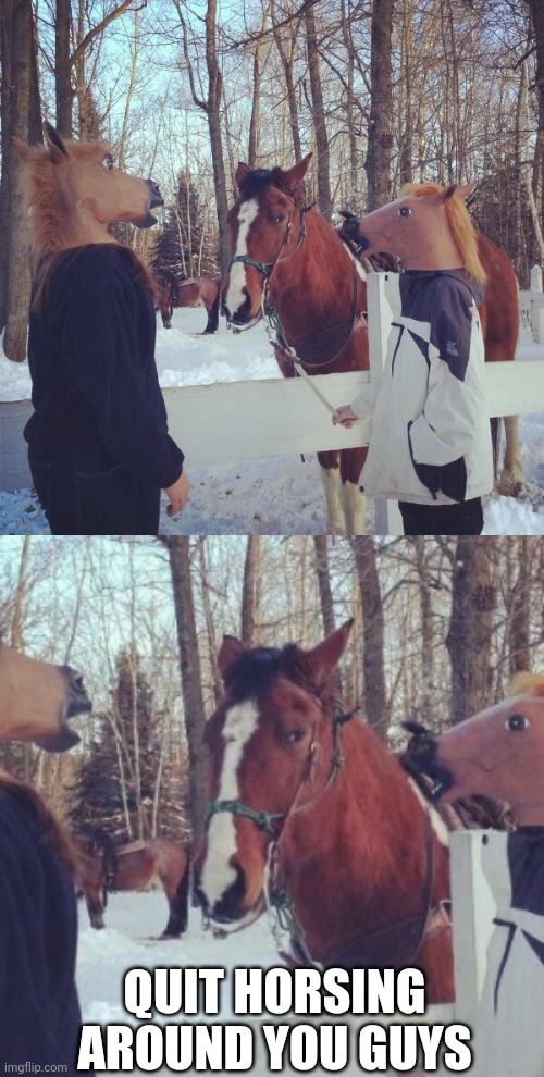 THAT HORSE IS NOT HAVING IT | QUIT HORSING AROUND YOU GUYS | image tagged in horse,horses,horse face,costumes,just horsing around | made w/ Imgflip meme maker
