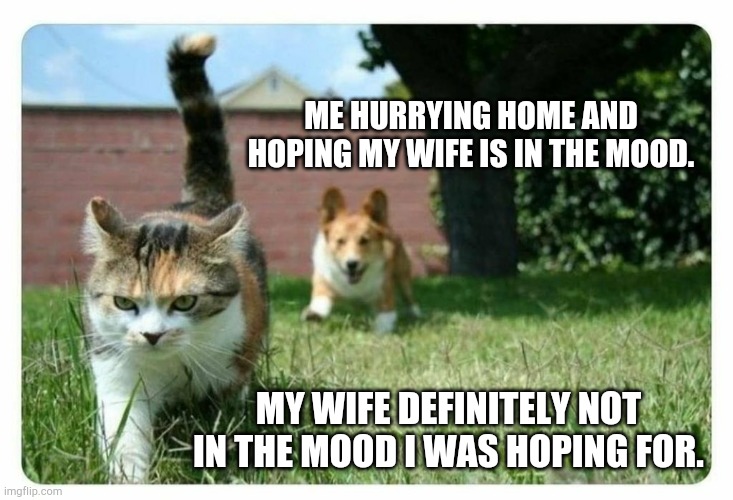 Corgi puppy chasing moody cat | ME HURRYING HOME AND HOPING MY WIFE IS IN THE MOOD. MY WIFE DEFINITELY NOT IN THE MOOD I WAS HOPING FOR. | image tagged in corgi puppy chasing moody cat | made w/ Imgflip meme maker