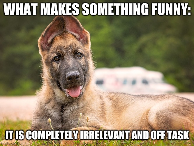 what makes something funy | WHAT MAKES SOMETHING FUNNY:; IT IS COMPLETELY IRRELEVANT AND OFF TASK | image tagged in dogs | made w/ Imgflip meme maker