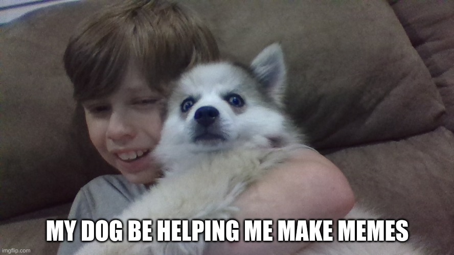 doggo helper | MY DOG BE HELPING ME MAKE MEMES | image tagged in funny dogs | made w/ Imgflip meme maker