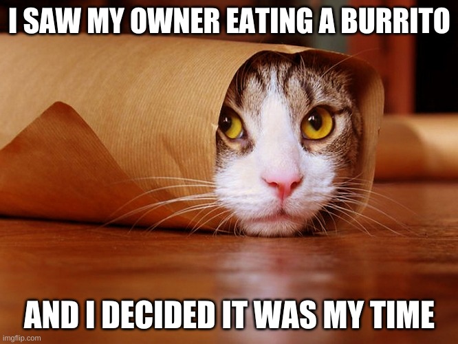 I SAW MY OWNER EATING A BURRITO; AND I DECIDED IT WAS MY TIME | image tagged in cats | made w/ Imgflip meme maker