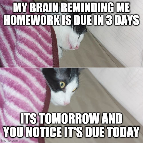 What?! Cat | MY BRAIN REMINDING ME HOMEWORK IS DUE IN 3 DAYS; ITS TOMORROW AND YOU NOTICE IT'S DUE TODAY | image tagged in what cat | made w/ Imgflip meme maker