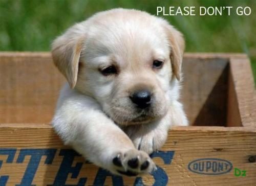 image tagged in dogs,animals