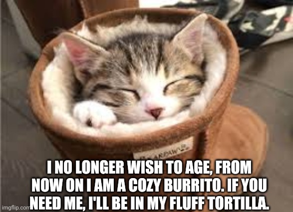 :> | I NO LONGER WISH TO AGE, FROM NOW ON I AM A COZY BURRITO. IF YOU NEED ME, I'LL BE IN MY FLUFF TORTILLA. | image tagged in cozy kitty | made w/ Imgflip meme maker