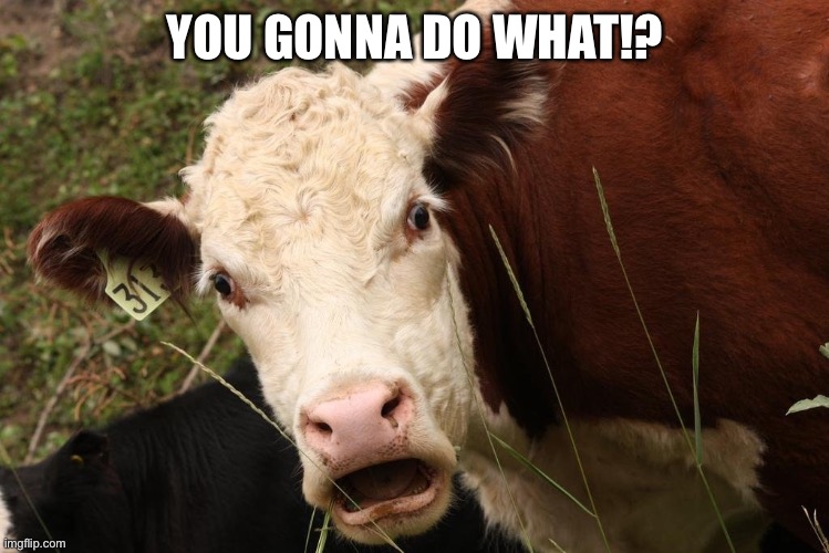 Chocked Cow | YOU GONNA DO WHAT!? | image tagged in chocked cow | made w/ Imgflip meme maker