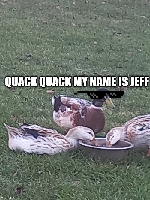 My name is jeff | QUACK QUACK MY NAME IS JEFF | image tagged in mr beast,is og | made w/ Imgflip meme maker