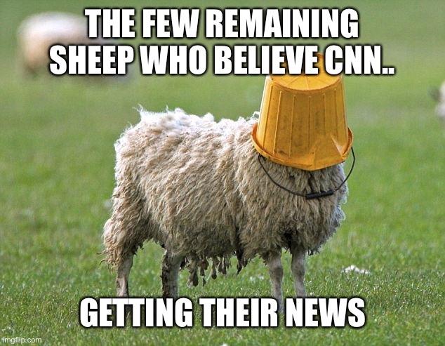 Cnn | THE FEW REMAINING SHEEP WHO BELIEVE CNN.. GETTING THEIR NEWS | image tagged in msm lies | made w/ Imgflip meme maker