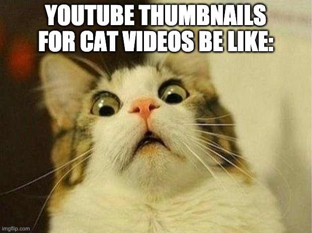 Scared Cat | YOUTUBE THUMBNAILS FOR CAT VIDEOS BE LIKE: | image tagged in memes | made w/ Imgflip meme maker