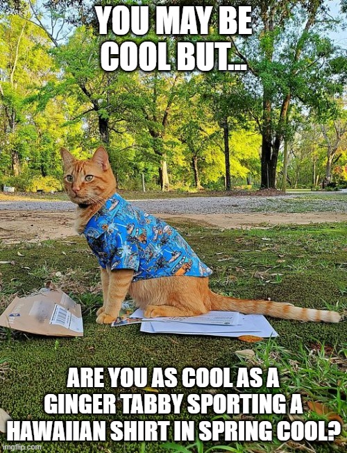 tabby | YOU MAY BE COOL BUT... ARE YOU AS COOL AS A GINGER TABBY SPORTING A HAWAIIAN SHIRT IN SPRING COOL? | image tagged in cool cat | made w/ Imgflip meme maker