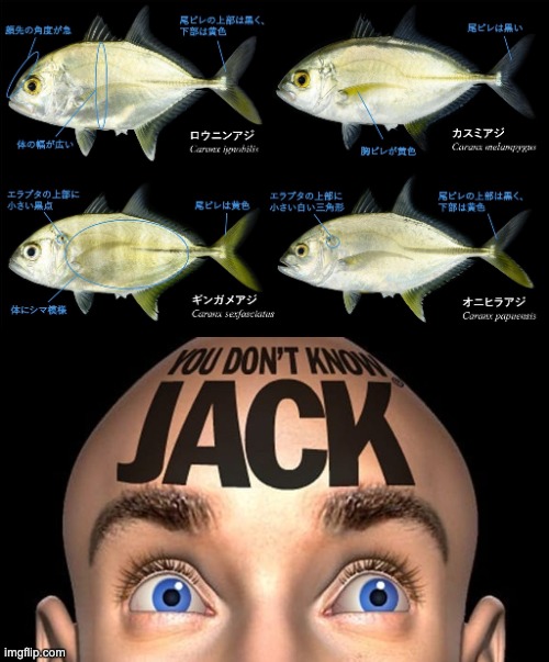 You Don't Know Jack | image tagged in fish | made w/ Imgflip meme maker