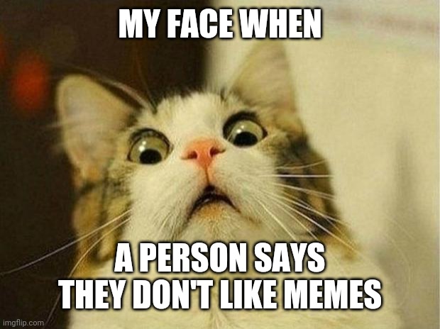 Pet memes | MY FACE WHEN; A PERSON SAYS THEY DON'T LIKE MEMES | image tagged in memes,scared cat | made w/ Imgflip meme maker