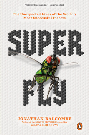 SUPERFLY Kartune 3 Blank Meme Template