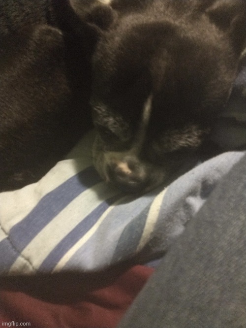 Thigh reveal and pregnant doggo in my bed | made w/ Imgflip meme maker