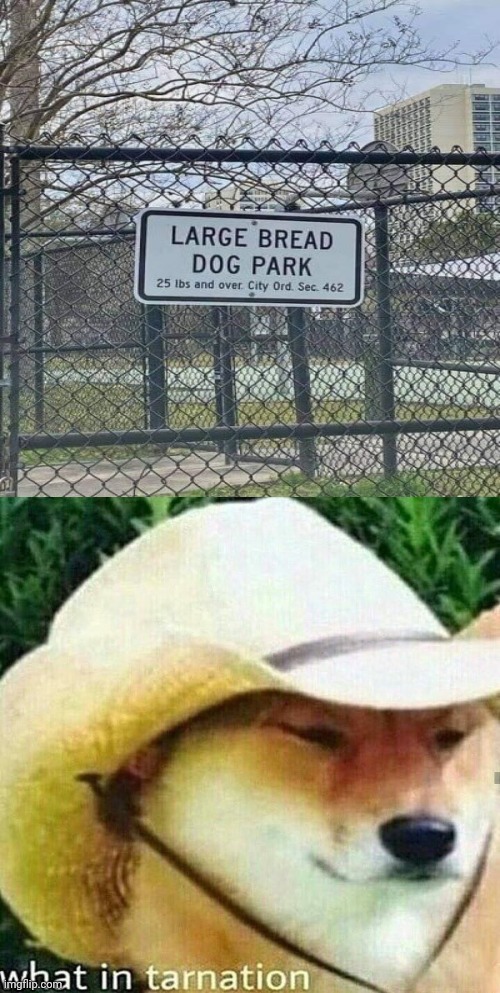 *Breed | image tagged in what in tarnation dog,dog,you had one job,memes,meme,park | made w/ Imgflip meme maker