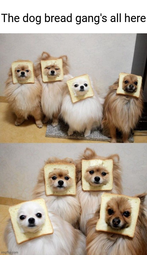 Dog bread | The dog bread gang's all here | image tagged in dogs,bread,memes,comments,comment,comment section | made w/ Imgflip meme maker