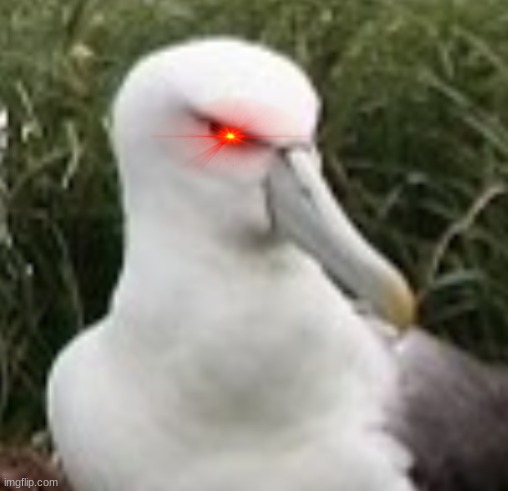 evil birb | image tagged in birb | made w/ Imgflip meme maker