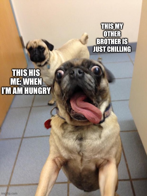 This is me the guy how is hungry all the time | THIS MY OTHER BROTHER IS JUST CHILLING; THIS HIS ME: WHEN I’M AM HUNGRY | image tagged in pug love | made w/ Imgflip meme maker